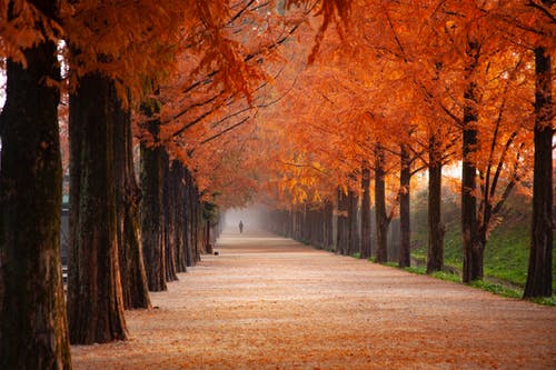 Tunnel of Trees