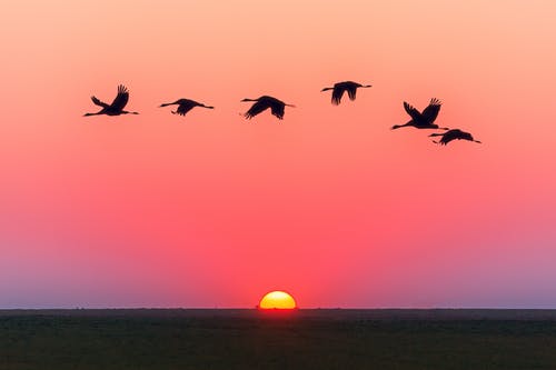 Geese Flying, sun setting