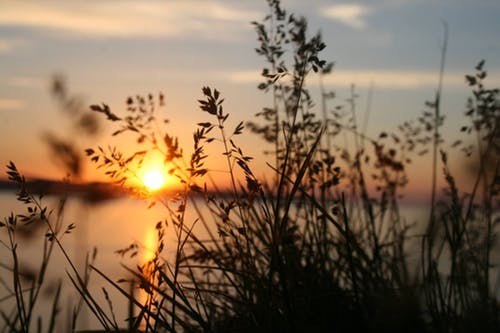 Sun setting among flowers