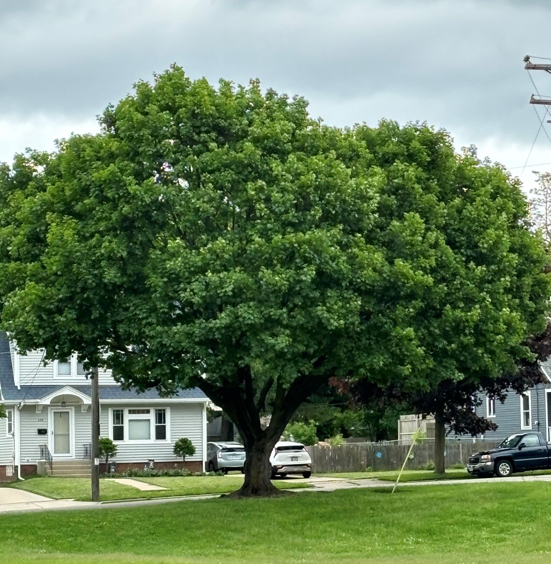 Tree by Harvey Park 60% and Cropped 5.28.24