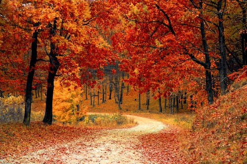 Fall Path through the Woods