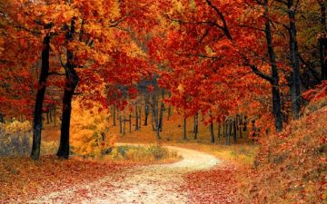 Fall Path through the Woods